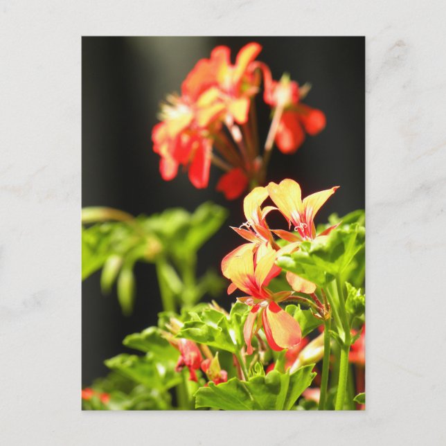 Postal Flores de Ucrania (Anverso)