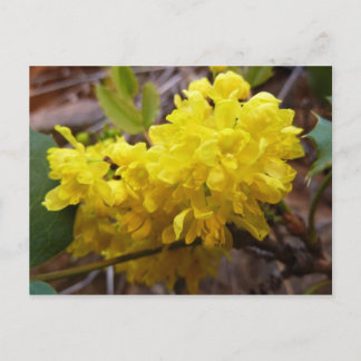 Postal Flores de uva de Oregón Flores silvestres amarilla