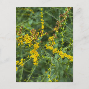Postal Flores de Vara de Oro Amarilla – Athens Georgia