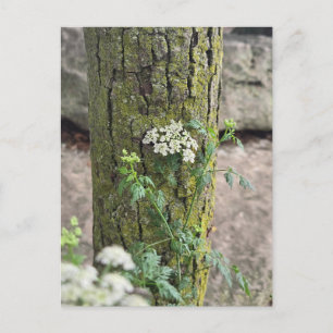 Postal Flores de verano
