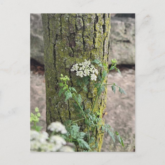 Postal Flores de verano (Anverso)