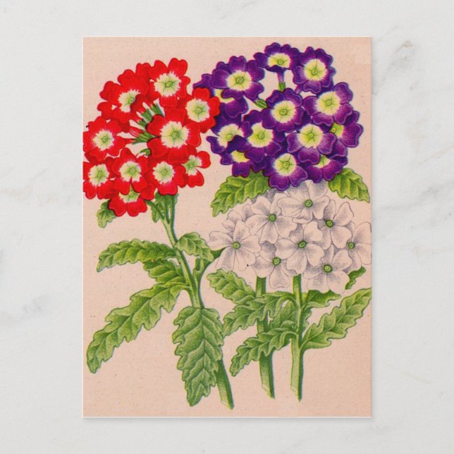 Postal flores de verbena en rojo y púrpura (Anverso)