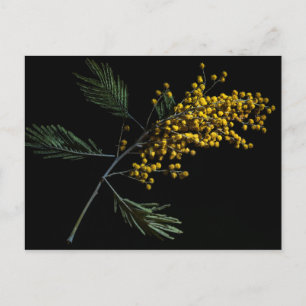 Postal Flores de Wattle plateadas