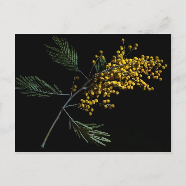 Postal Flores de Wattle plateadas (Anverso)