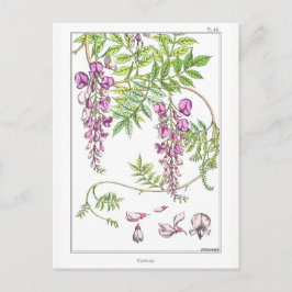 Postal Flores de Wisteria - Maurice Pillard Verneuil -