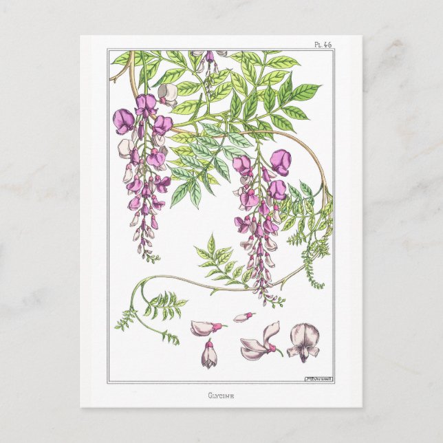 Postal Flores de Wisteria - Maurice Pillard Verneuil - (Anverso)