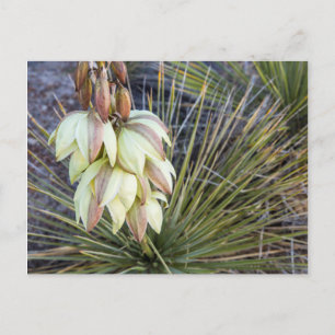 Postal Flores de Yucca en el Alto Missouri