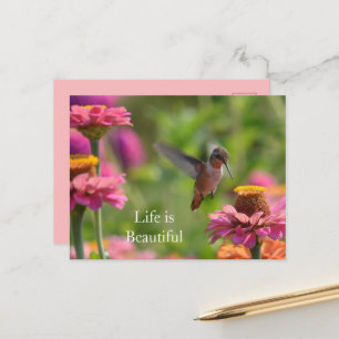 Postal Flores de Zinnia Rosa Colibrí (foto por mí)