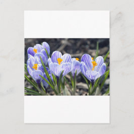 Postal Flores del azafrán