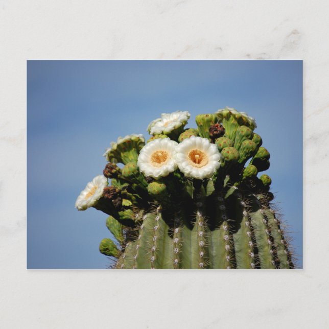 Postal Flores del cactus del Saguaro (Anverso)