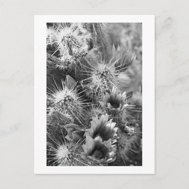 Postal Flores del desierto de Pricky Cactus Fotografías d (Anverso)