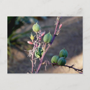 Postal Flores del desierto Postcard