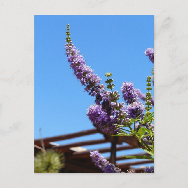 Postal Flores del desierto púrpura Postcard (Anverso)