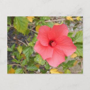 POSTAL FLORES DESIERTOS DE CALIFORNIA #1