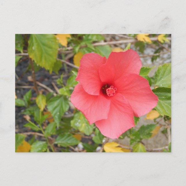 POSTAL FLORES DESIERTOS DE CALIFORNIA #1 (Anverso)