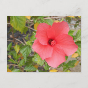 POSTAL FLORES DESIERTOS DE CALIFORNIA #1