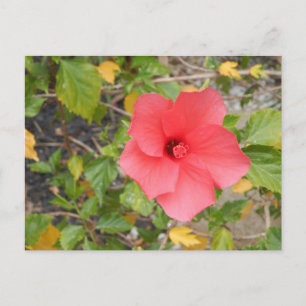 POSTAL FLORES DESIERTOS DE CALIFORNIA #1