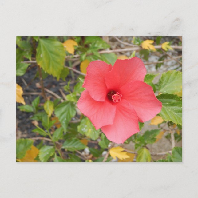 POSTAL FLORES DESIERTOS DE CALIFORNIA #1 (Anverso)