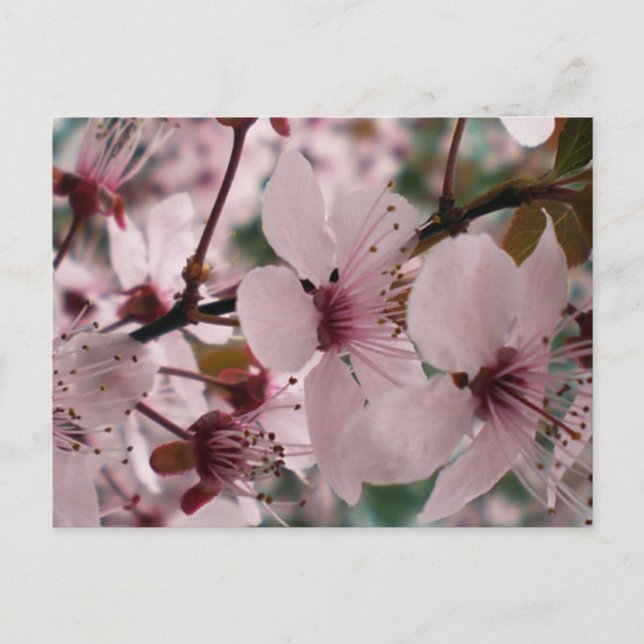 Postal Flores Dichosas (Anverso)