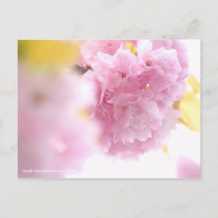 Postal Flores dobles de cerezo: Azuma-nishiki [postal]