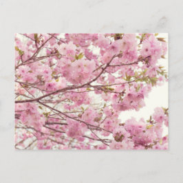 Postal Flores dobles de cerezo en Japón