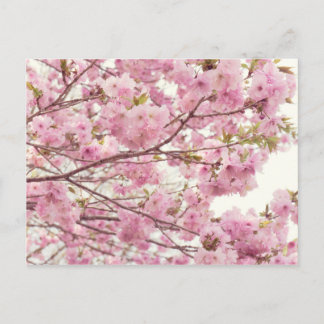 Postal Flores dobles de cerezo en Japón