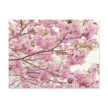 Flores dobles de cerezo en Japón