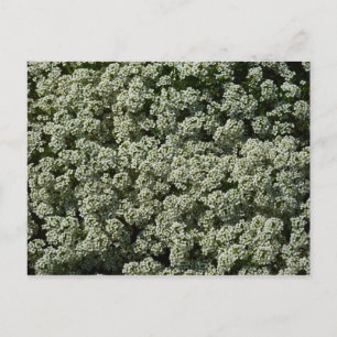 Postal Flores dulces de alyssum florales blancas