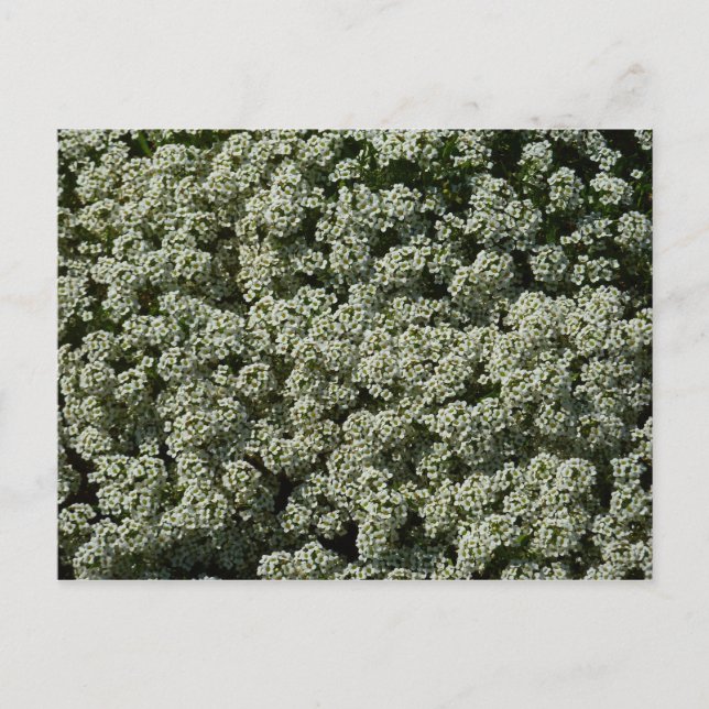 Postal Flores dulces de alyssum florales blancas (Anverso)