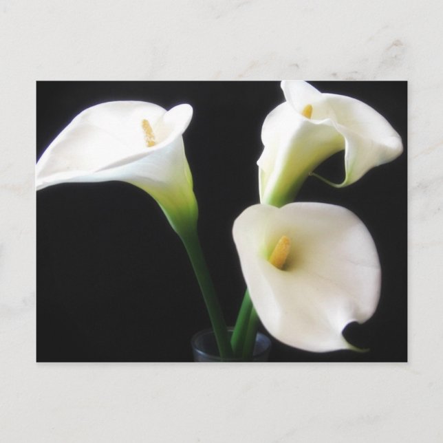 Postal Flores elegantes 12 de la cala (Anverso)