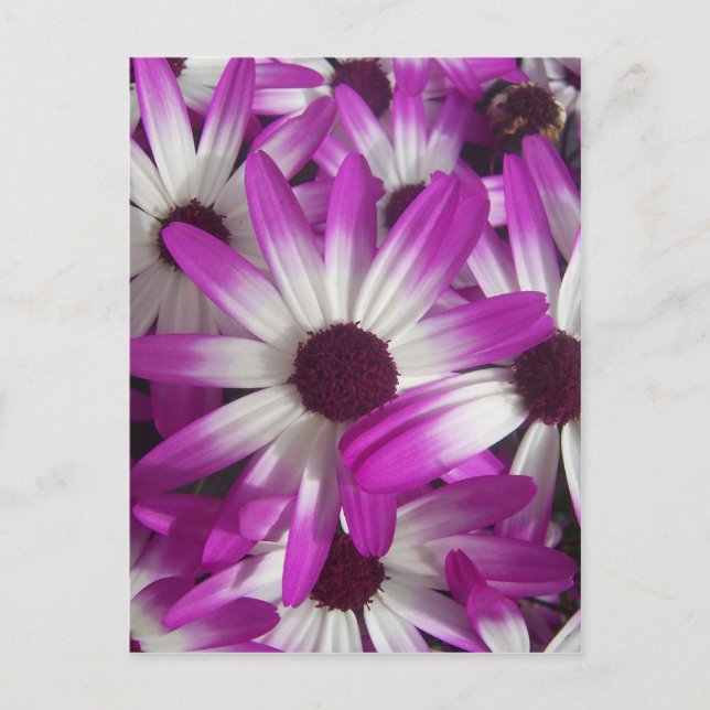 Postal Flores en Abundancia (Anverso)