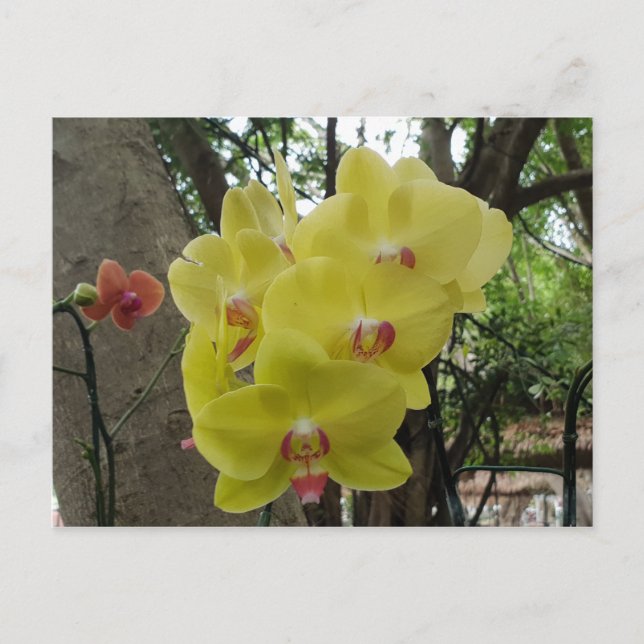 Postal Flores en Chiang Mai Tailandia (Anverso)