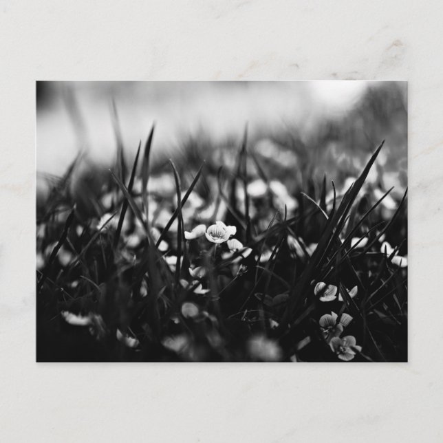 Postal Flores en el campo en primavera (Anverso)