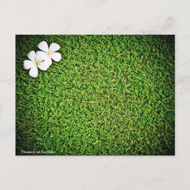 Postal Flores en el césped (Anverso)