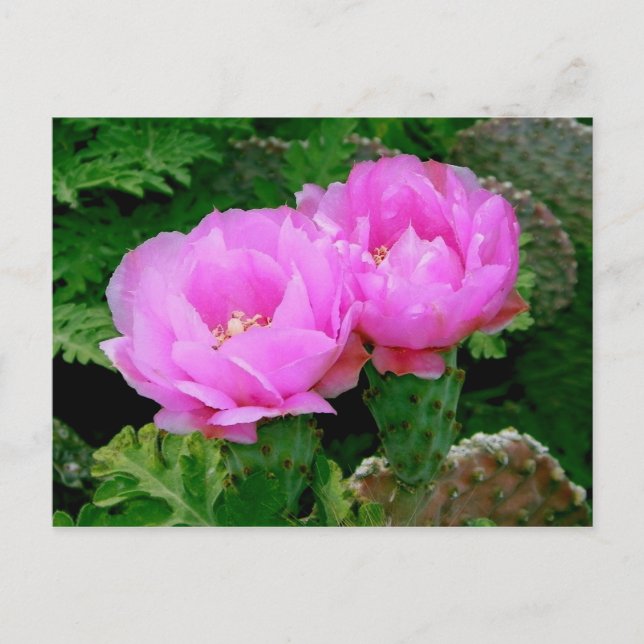 Postal Flores en el Patio (Anverso)