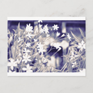 Postal Flores en forma de estrella, aguja