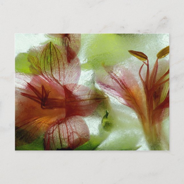 Postal Flores en hielo (Anverso)