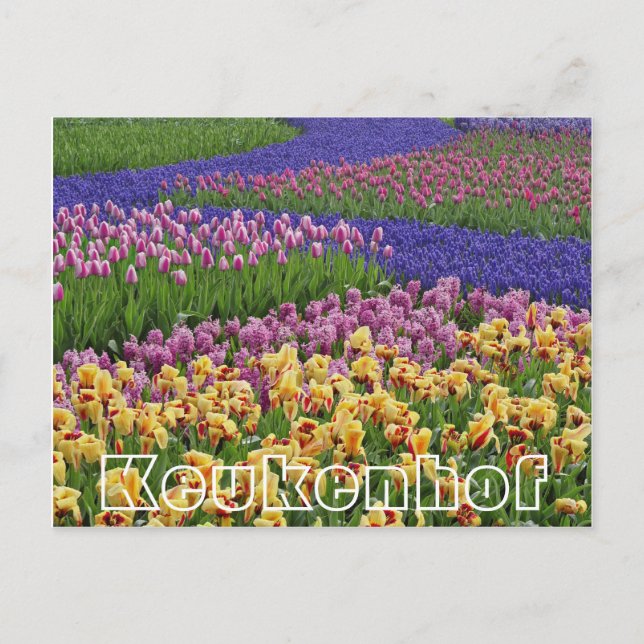 Postal Flores en Keukenhof, corrientes de tulipanes (Anverso)