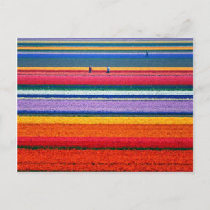 Postal Flores en Keukenhof Holanda huertos