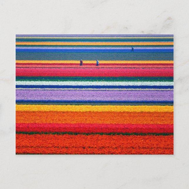 Postal Flores en Keukenhof Holanda huertos (Anverso)