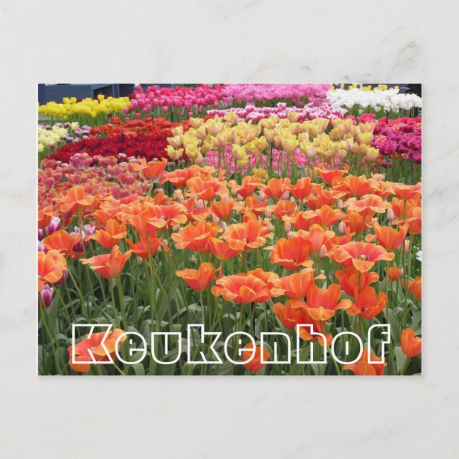 Postal Flores en Keukenhof, naranjas, amarillas y rojas (Anverso)