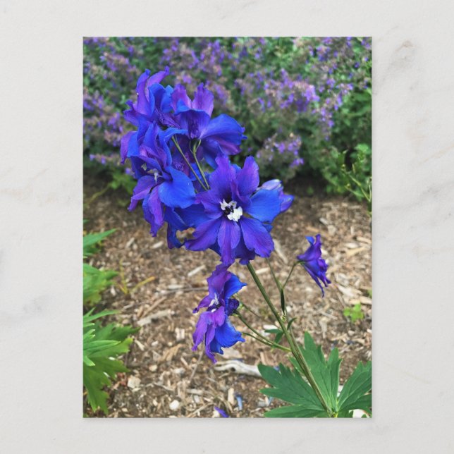 Postal Flores en la bodega Chateau Morrisette, Floyd, VA (Anverso)