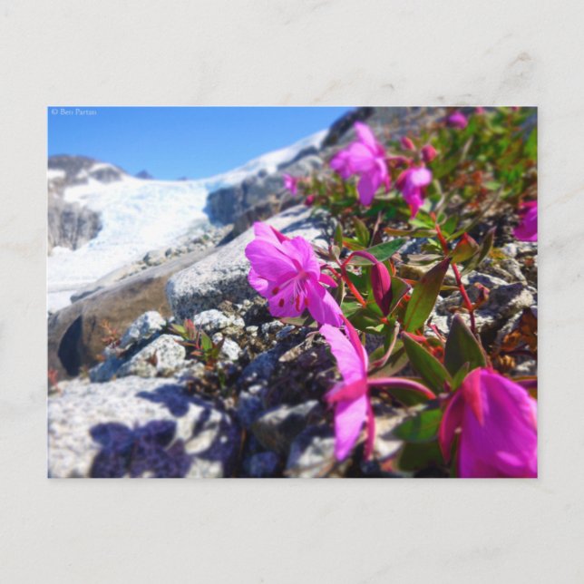 Postal Flores en la llave inglesa (Anverso)