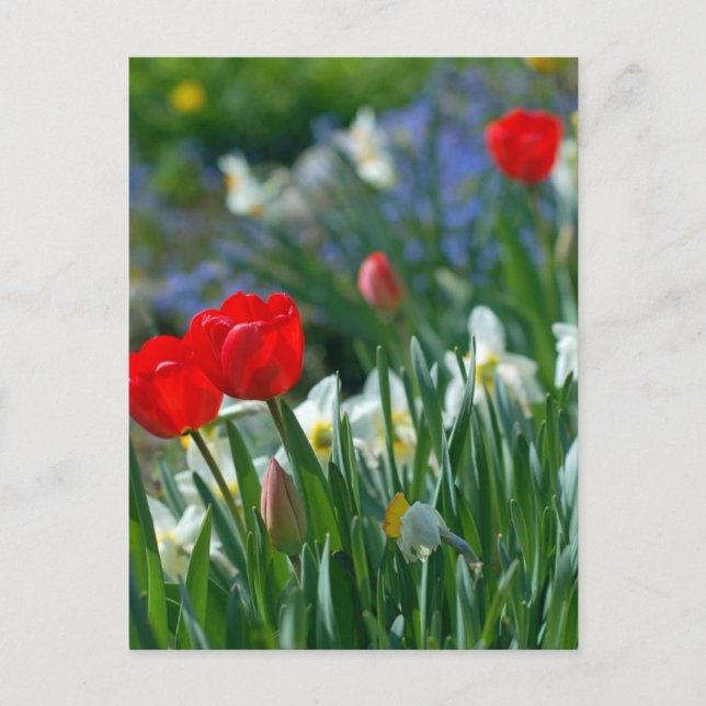Postal Flores en mayo (Anverso)