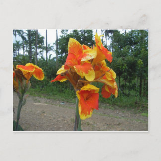 Postal Flores en plantas, Costa Rica.