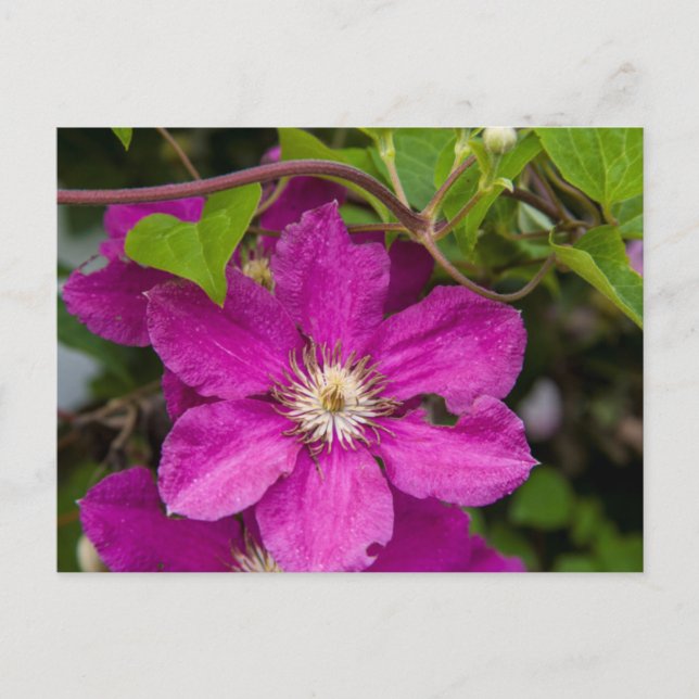 Postal Flores en Robinette's Apple Haus & Gift Barn (Anverso)