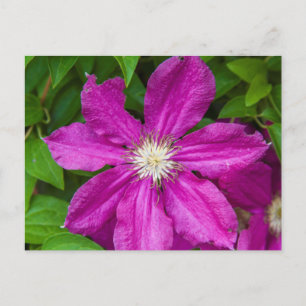 Postal Flores en Robinette's Apple Haus y Gift Barn