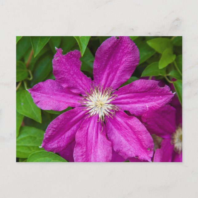 Postal Flores en Robinette's Apple Haus y Gift Barn (Anverso)