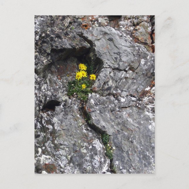 Postal Flores en roca (Anverso)