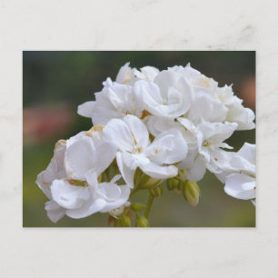 Postal Flores en Tenerife